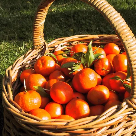 Alloggio per agriturismo Cas Sant Sóller